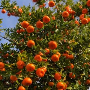 Meet your Posher, Nee